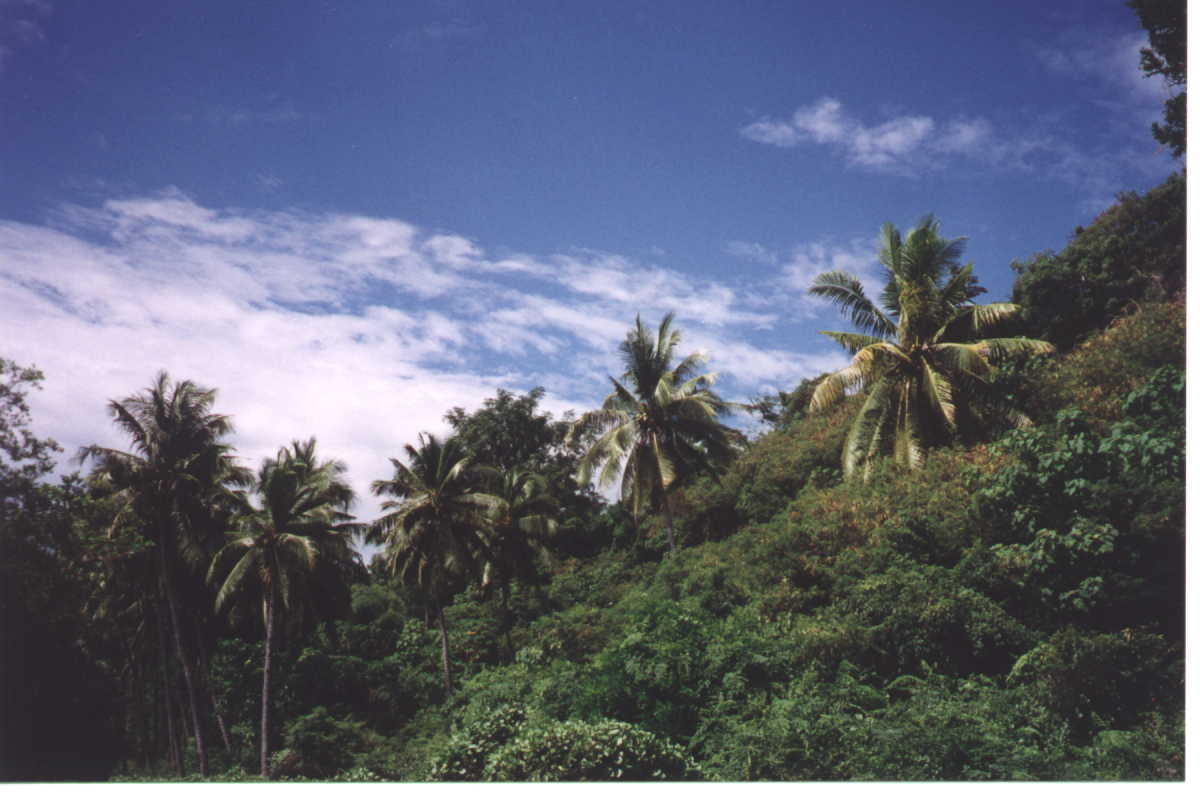 naturepanoramainbambononphil.jpg