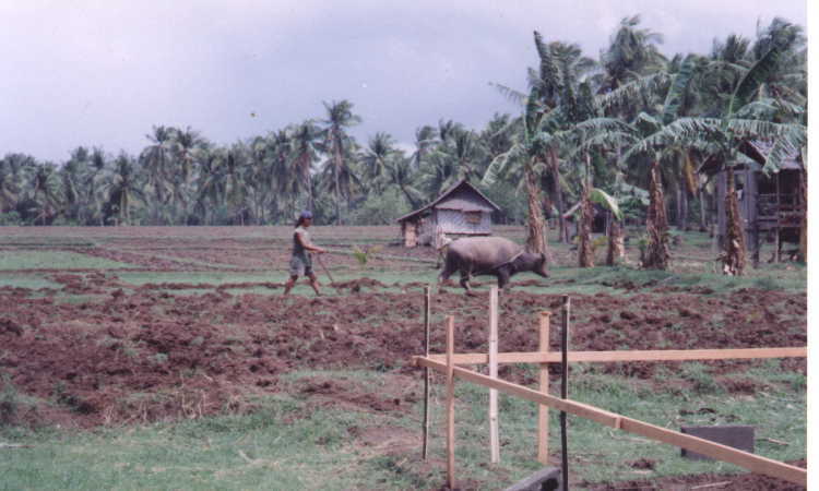 ricefieldlabourer.jpg